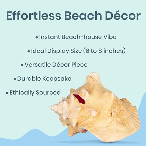Conch Shell Decor - Seashell Decor - 6-8" Large Sea Shell - Shells for Decoration - Large Seashells for Crafts - Magic Conch Shell Room Decor thumbnail 4