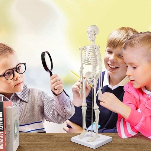 breesky Human Skeleton Model for Anatomy: 17” Human Skeleton Model with Movable Arms and Legs - Scientific Model for Study and Display - 17” Human Skeleton Model thumbnail 5