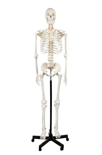 Axis Scientific Life Size Skeleton Model for Anatomy Study, Includes 3 Printed Guides, Pelvic-Mounted Rolling Stand, and US-Based Customer Service - Image 1