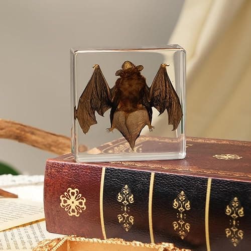 Artojoy Taxidermy Bat, Real Bat Specimens Animal Specimen Preserved in Resin, Gothic Decor Display for Science Classroom Science Education, Gift for Fans of Taxidermy, Oddities, Biology thumbnail 9