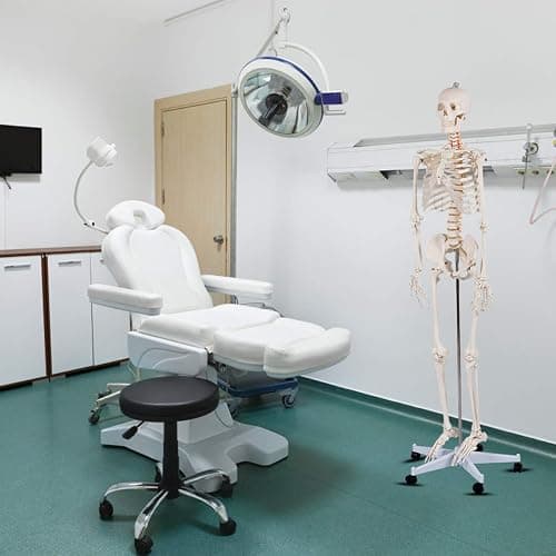 Giantex Life Size 70.8" Human Anatomical Anatomy Skeleton Medical Model + Stand thumbnail 2