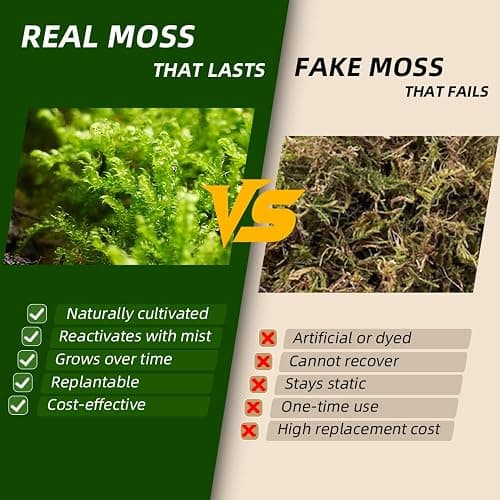 Live Moss Duo Pack 2 Types of Real Live Sheet/Sphagnum Moss for Terrariums, Terrarium Mosses Landscaping, Reptile Tank Accessories, Snake & Gecko Humidity Substrate Mosses for Crafts & Plant Décor thumbnail 4