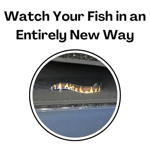 Aquarium Underground Tunnel Cave Natural Curve | Viewing Fish & Shrimp Under Gravel Tunnel | Fish Tank Decor Decoration Hideout Perfect for Corydora Catfish, Kuhli Loach, Clown Loach, Pleco thumbnail 5