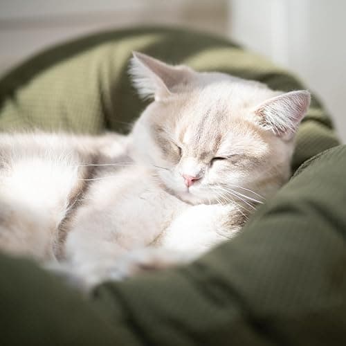 CHEERHOME PETS Elevated Cat Bed Wooden with Cushion Fluffy Pet Couch Sofa for Indoor Cats Raised Kitty Lounge Chair Suitable for Puppy, Cat Furniture(Green) thumbnail 7