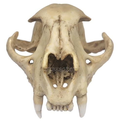 DEBKSGEOTI Female Cougar Skull Feline Model Synthetic 1:1 Puma Concolor Anatomy and Physiology Education Synthetic Replica thumbnail 4
