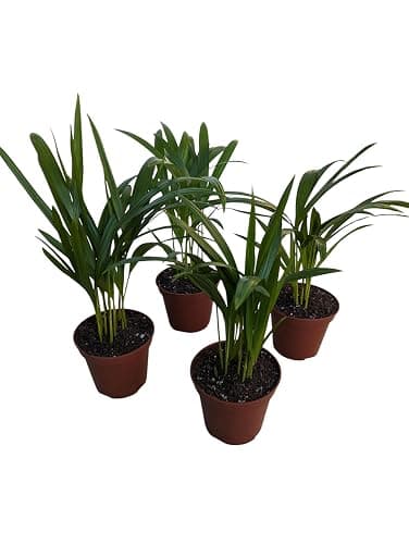 Live Areca Palm Plants, 4 Inch Pots, Indoor House Plants, Set of 4 thumbnail 2