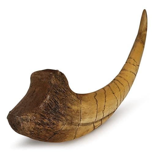 Fossilized Teeth and Claws of Various Prehistoric Dinosaurs, Megalodon Shark Teeth, and High-Fidelity Replicas (Megaraptor Claw) thumbnail 9