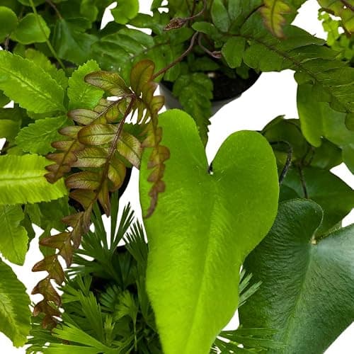 BubbleBlooms Fern Variety Assortment, 6 Different Ferns in 2 inch pots Tiny Mini Pixie Plants thumbnail 4