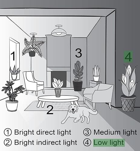 Live Peace Lily Plant, Spathyphylum, Low Light, Live Indoor Plant, 4" Diameter Pot thumbnail 8