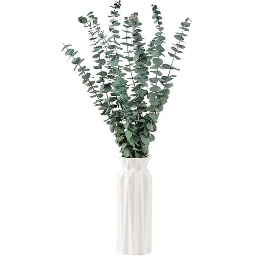 10 Pcs Dried Eucalyptus Stems 17" Real Eucalyptus for Shower Hanging 100% Made from Fresh Leaves, Wedding, Home, Farmhouse, DIY Spring Decor Bathroom Decor Home Decor thumbnail 2