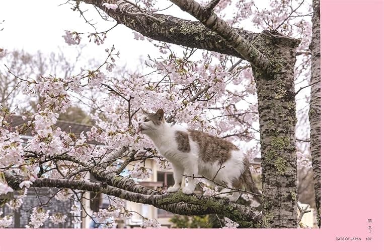 Neko: Cats of Japan thumbnail 7