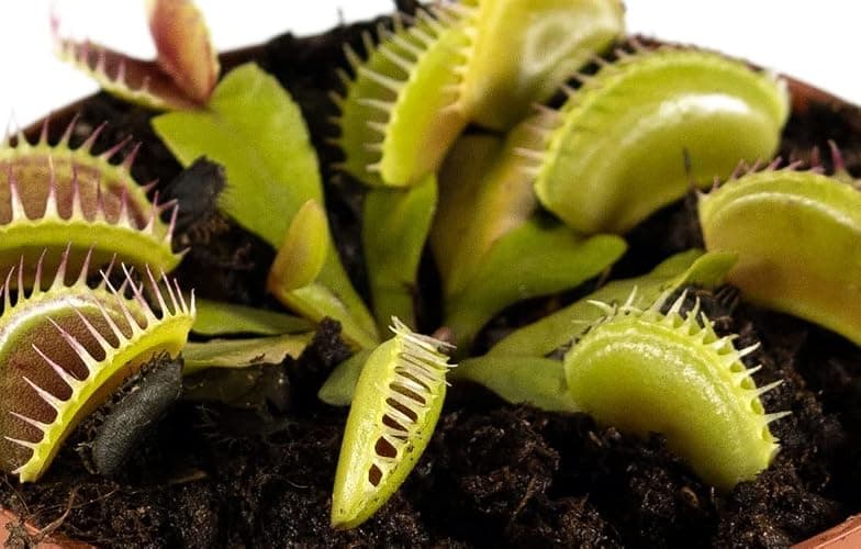 Perfect Plants Venus Fly Trap Plant in a 9cm Pot. Fascinating Fly Eating Carnivorous Plants thumbnail 6