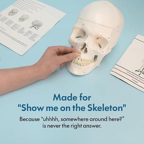 Axis Scientific Life Size Skeleton Model for Anatomy Study, Includes 3 Printed Guides, Pelvic-Mounted Rolling Stand, and US-Based Customer Service thumbnail 7