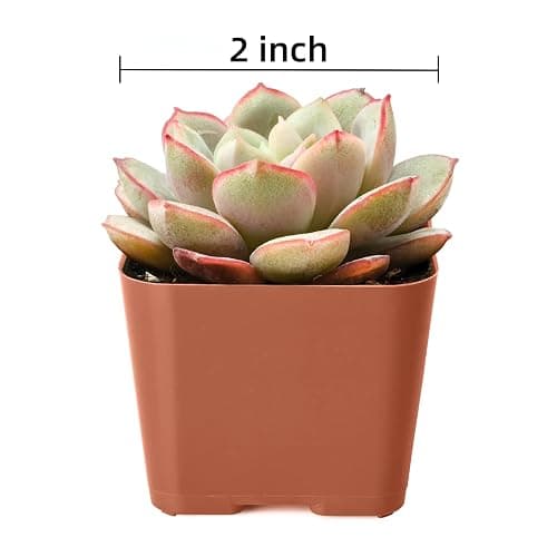 Succulent Plants (4 Pack), Live Succulents Fully Rooted in 2" Grower Pots, Unique Potted House Plant for DIY, Home Decor, Wedding Party Favor (Common Varieties) - Common Varieties thumbnail 3