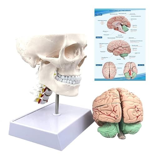 Human Skull and Brain Anatomy Model Life-Size with Cervical Vertebra & Base for Classroom Medical Neuroscience Anatomy Teaching & Studying - Image 1
