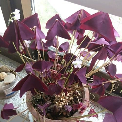 Oxalis Triangularis 10 Bulbs - Purple Shamrocks Lucky Lovely Flowers Bulbs Grows Indoor or Outdoor thumbnail 4