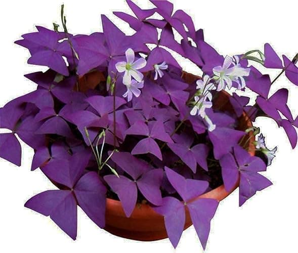 Oxalis Triangularis 10 Bulbs - Purple Shamrocks Lucky Lovely Flowers Bulbs Grows Indoor or Outdoor - Image 1