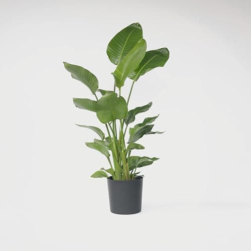 Plant in a Box - Strelitzia Nicolai XXL - Grande plante verte interieur vivante - Plante oiseau du paradis - Pot 28cm - Hauteur 150-170cm thumbnail 5