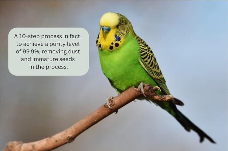 Johnston & Jeff 1kg Expert Budgerigar Seed Mixed Budgie Aviary Bird Seed thumbnail 4