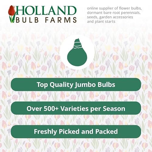 Muscadet Oriental Lilies Flower Bulbs - 3 Lily Bulbs per Pack - Pleasantly Scented - Attracts Butterflies and Hummingbirds - Good as Cut Flowers - Grows Well in Containers - Perennializing Garden thumbnail 4