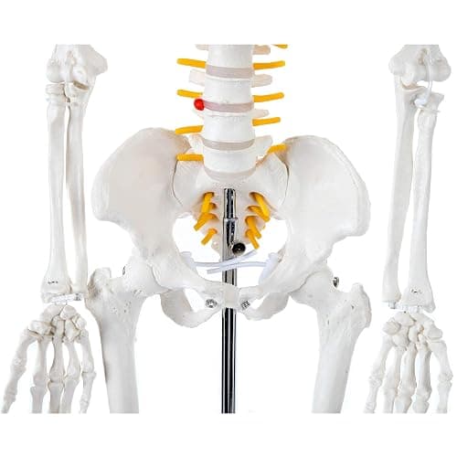 Axis Scientific Mini Human Skeleton Model with Metal Stand, 31" Tall with Removable Arms and Legs, Easy to Assemble, Includes Detailed Product Manual for Study thumbnail 6