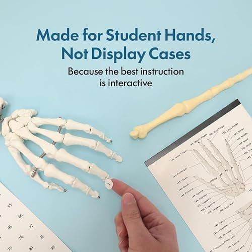 Axis Scientific Life Size Skeleton Model for Anatomy Study, Includes 3 Printed Guides, Pelvic-Mounted Rolling Stand, and US-Based Customer Service thumbnail 2