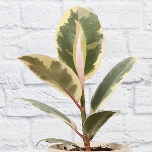 Thorsen's Greenhouse Live Tineke Rubber Plant, Ficus Elastica, Live Indoor Plant, 4" Diameter Pot thumbnail 5