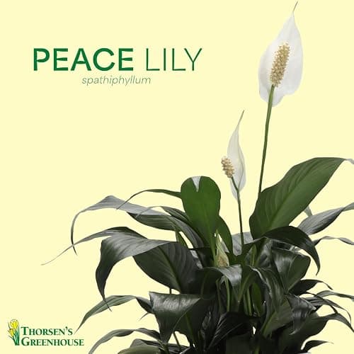 Live Peace Lily Plant, Spathyphylum, Low Light, Live Indoor Plant, 4" Diameter Pot thumbnail 3