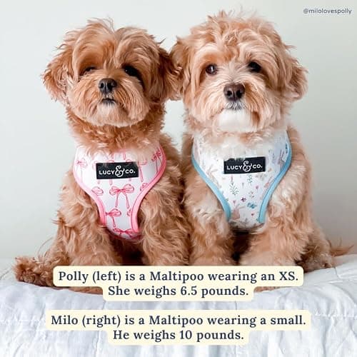 Lucy & Co. Cute Reversible Dog Harness Walking Halter - Best Designer Pet Harnesses for XS - XL Dogs - Padded Adjustable Vest for Easy Walking (X-Small, Ballet Bows - White & Pink Bows) thumbnail 6