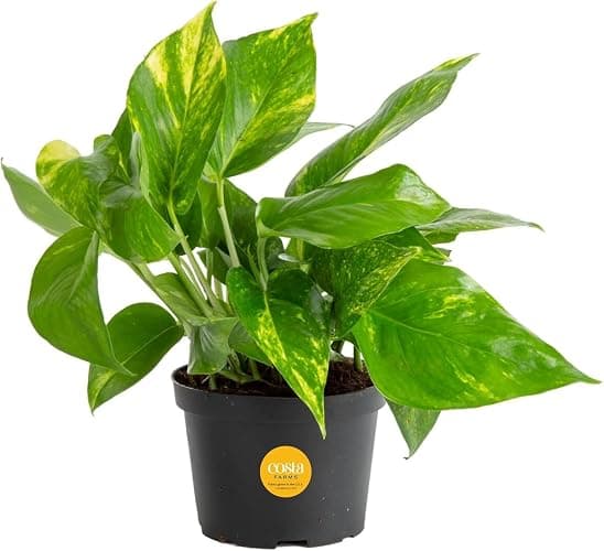 Costa Farms Golden Pothos Live Plant, Easy Care Indoor House Plant in Grower's Pot, Potting Soil, Great for Outdoor Hanging Planter or Basket, Housewarming Gift, Desk Decor, Room Decor, 10-Inches Tall - Image 1