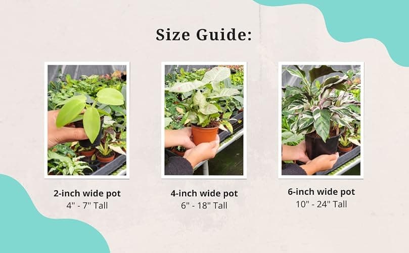 CoollectivePlants Monstera Swiss Cheese – Live Monstera Plant in 4″ Grower’s Pot, Easy Care Indoor House Plants Live and Low Maintenance Indoor Plant thumbnail 3
