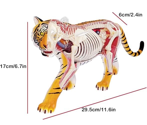 4D Tiger Anatomy Model, Animal Body Model Kidney Model Removable 28 PartsTeaching Model Biology Model Studying Display thumbnail 2