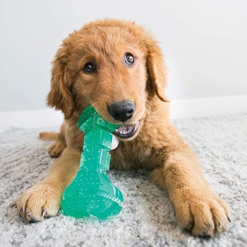 KONG Squeezz Dental Stick - Dog Toy for Cleaning Teeth - Flexible Chew Toy for Gentle & Mild Chewers - for Medium/Large Dogs thumbnail 2