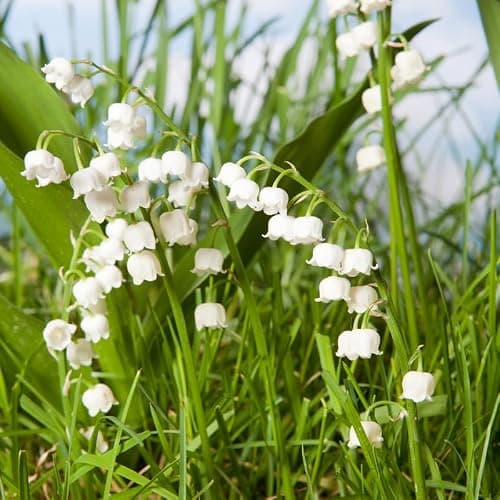 10 Lilies of The Valley Bulbs, Lily of The Valley Bulbs, Lily of The Valley Bulbs for Planting, Prennial Flower Bulbs thumbnail 3