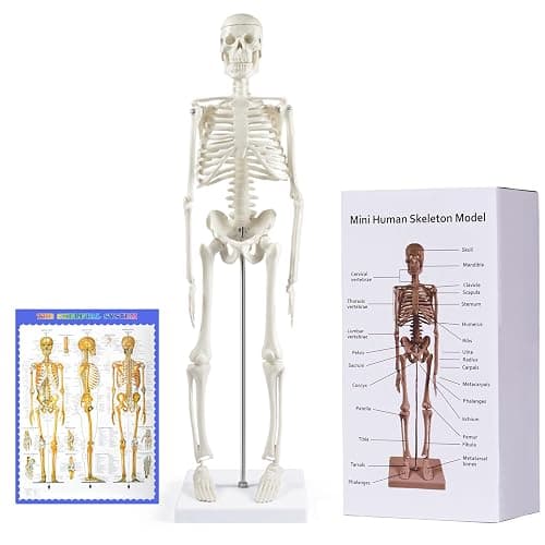 breesky Human Skeleton Model for Anatomy: 17” Human Skeleton Model with Movable Arms and Legs - Scientific Model for Study and Display - 17” Human Skeleton Model - Image 1