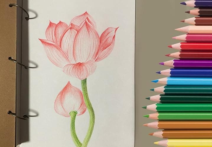 SKKSTATIONERY 50Pcs Colored Pencils, 50 Vibrant Colors | Drawing Pencils for Sketch, Arts, Coloring Books, Back to school thumbnail 6