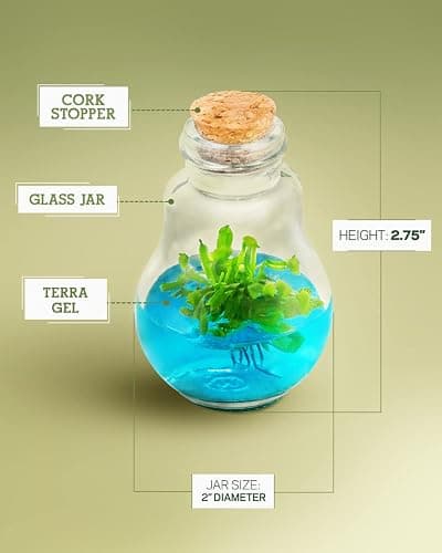 Venus Fly Trap, Grow Your Own Venus Flytrap in a 100% Self Sustaining Glass Terrarium, Maintenance Free, Easy to Grow, Healthy Growth Guarantee thumbnail 7