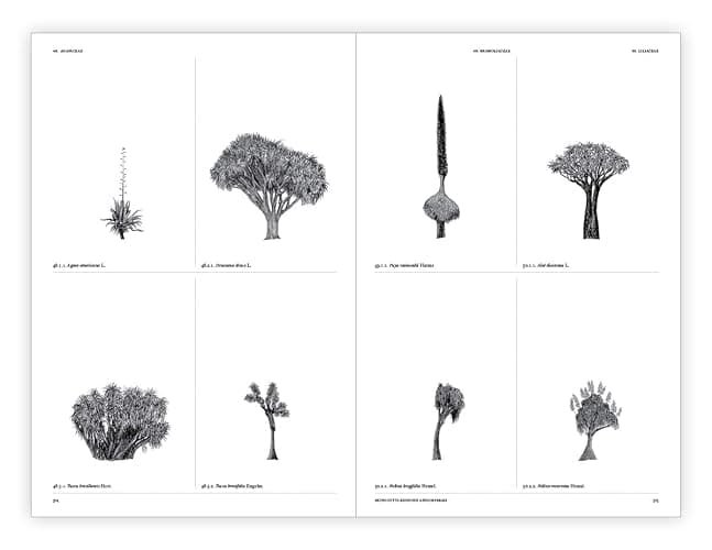 The Architecture of Trees thumbnail 16