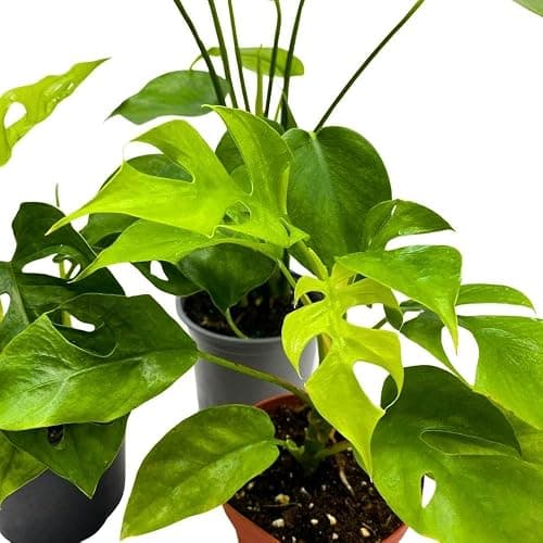 BubbleBlooms Monstera Assortment, 4 inch Set of 3 Different Monsteras, Swiss Cheese, Deliciosa, Minima, Narrow thumbnail 2