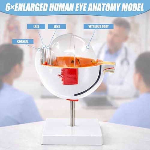 Eye Anatomy Model, 6X Enlarged Eyeball Model, Human Eye Anatomical Model for Science Education Students Study Display Medical Teaching, with Removable Stand thumbnail 3