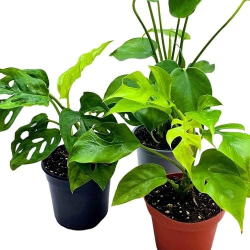 BubbleBlooms Monstera Assortment, 4 inch Set of 3 Different Monsteras, Swiss Cheese, Deliciosa, Minima, Narrow thumbnail 3