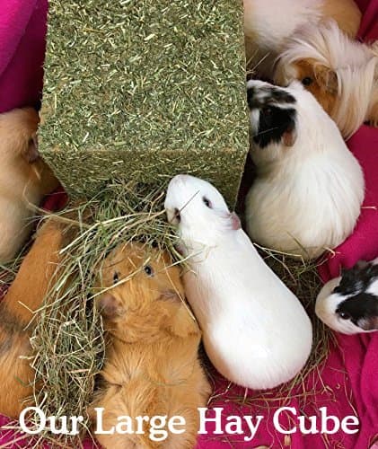 Rosewood Naturals I Love Hay Forage Cube, Small Animal Treat and Gnaw Toy for Rabbits, Guinea Pigs, Chinchillas, Degus, Hamsters, Gerbils, Mice and Rats - Large - 1 count (Pack of 1) thumbnail 4