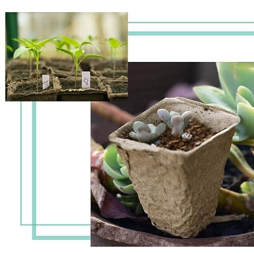 JOYSEUS 3.25" Seed Starter Pots, Organic Planting Peat Pots for Indoor Garden Seedling, 30 Pcs 100% Eco-Friendly and Biodegradable for Seed Germination thumbnail 6
