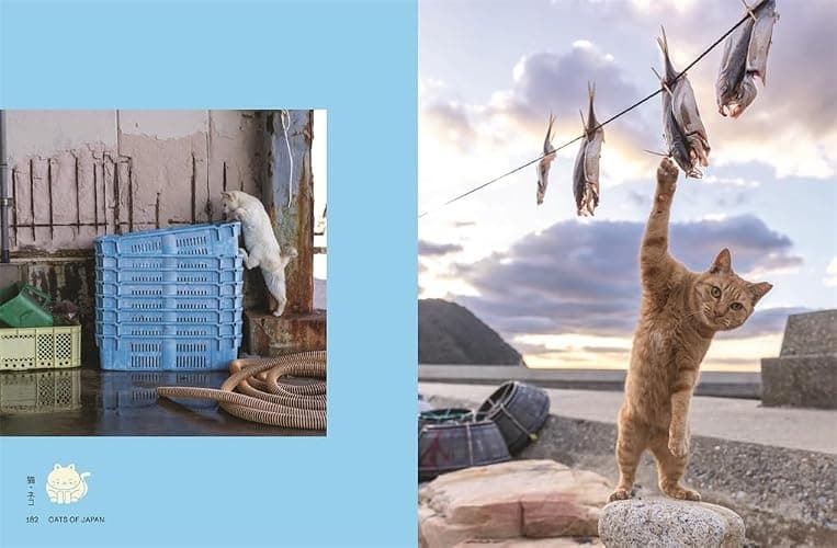 Neko: Cats of Japan thumbnail 9