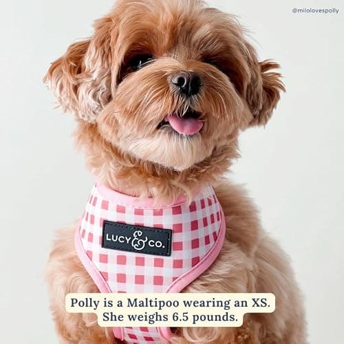 Lucy & Co. Cute Reversible Dog Harness Walking Halter - Best Designer Pet Harnesses for XS - XL Dogs - Padded Adjustable Vest for Easy Walking (X-Small, Ballet Bows - White & Pink Bows) thumbnail 5