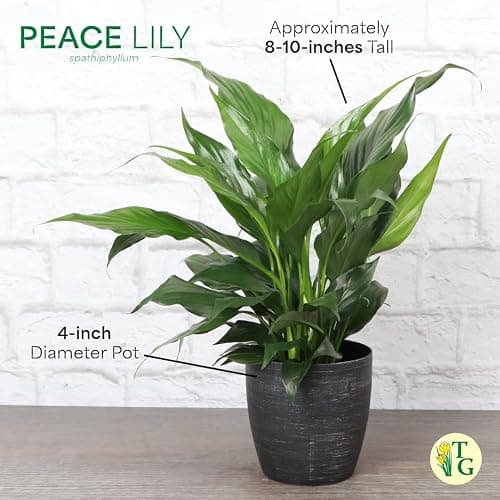 Live Peace Lily Plant, Spathyphylum, Low Light, Live Indoor Plant, 4" Diameter Pot thumbnail 6
