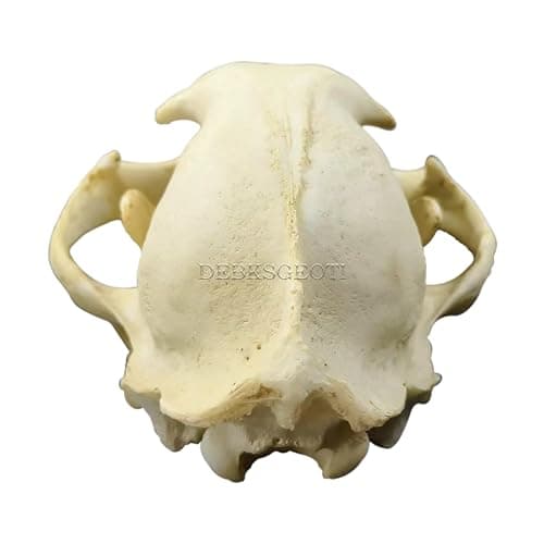 DEBKSGEOTI Female Cougar Skull Feline Model Synthetic 1:1 Puma Concolor Anatomy and Physiology Education Synthetic Replica thumbnail 9