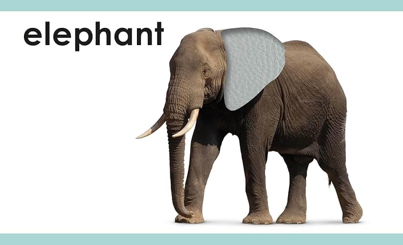 My First Touch and Feel Picture Cards: Animals (My First Board Books) thumbnail 3