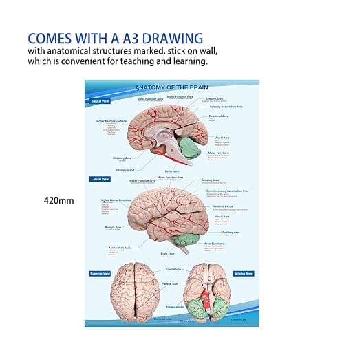 Human Skull and Brain Anatomy Model Life-Size with Cervical Vertebra & Base for Classroom Medical Neuroscience Anatomy Teaching & Studying thumbnail 3