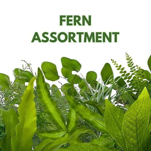 BubbleBlooms Fern Variety Assortment, 6 Different Ferns in 2 inch pots Tiny Mini Pixie Plants thumbnail 2